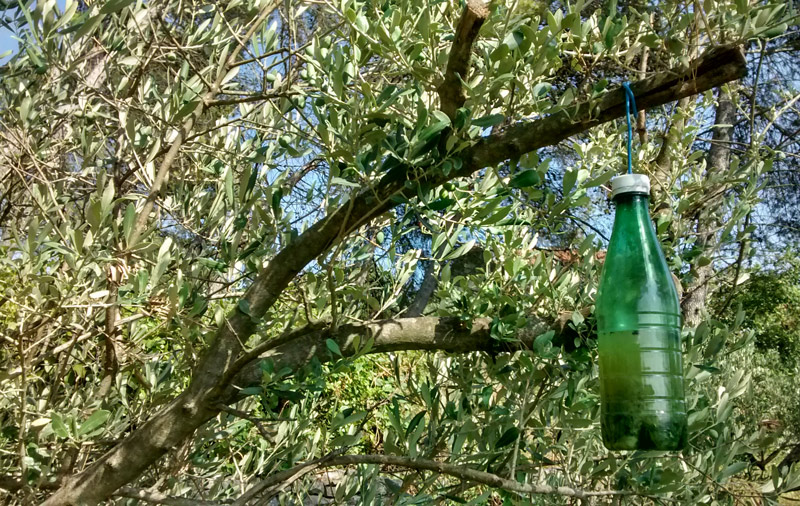 Des pièges à mouche de l'olive - créations et bricolages d'Oli